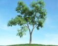 Solitary Tree 87 3d model