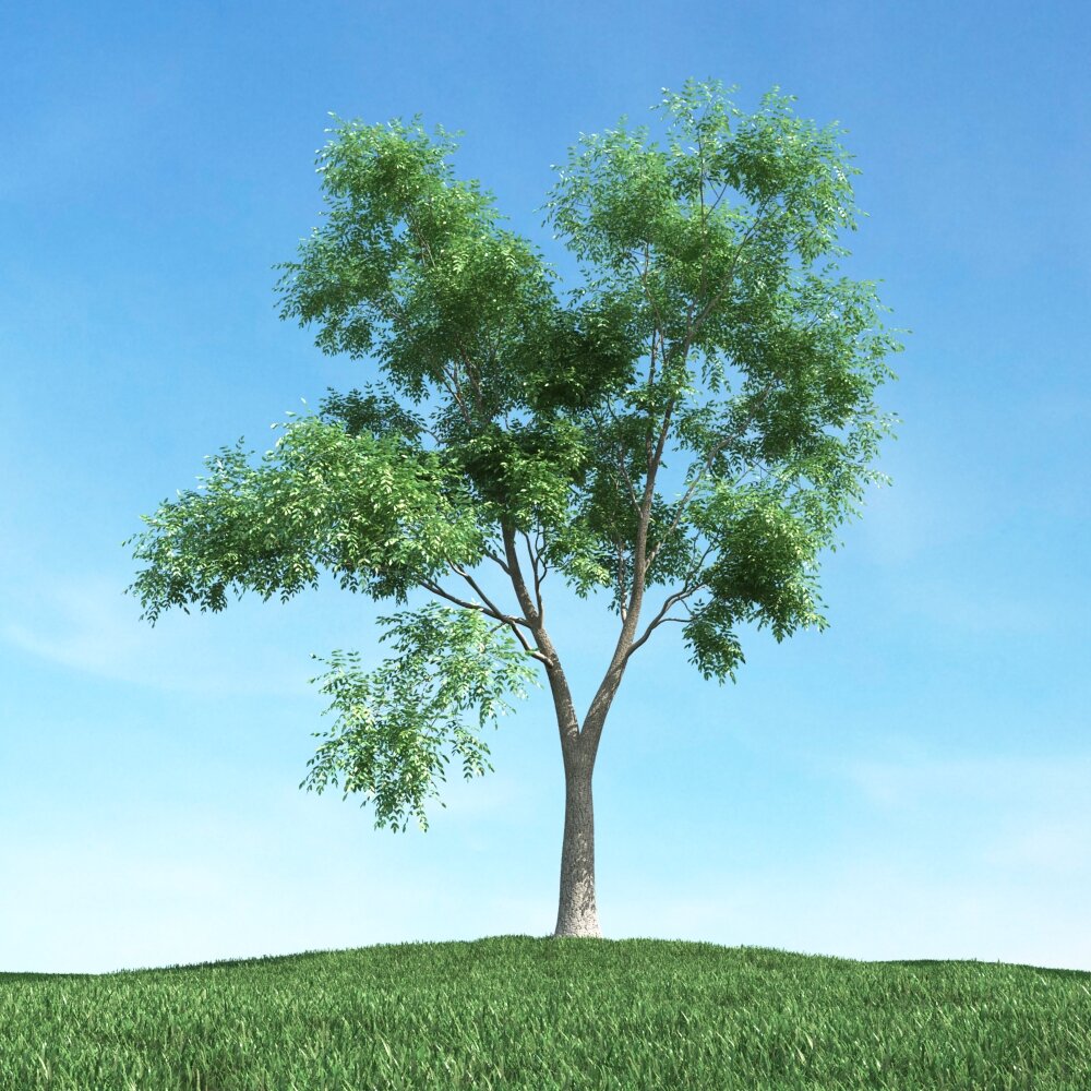 Solitary Tree 87 Modelo 3D