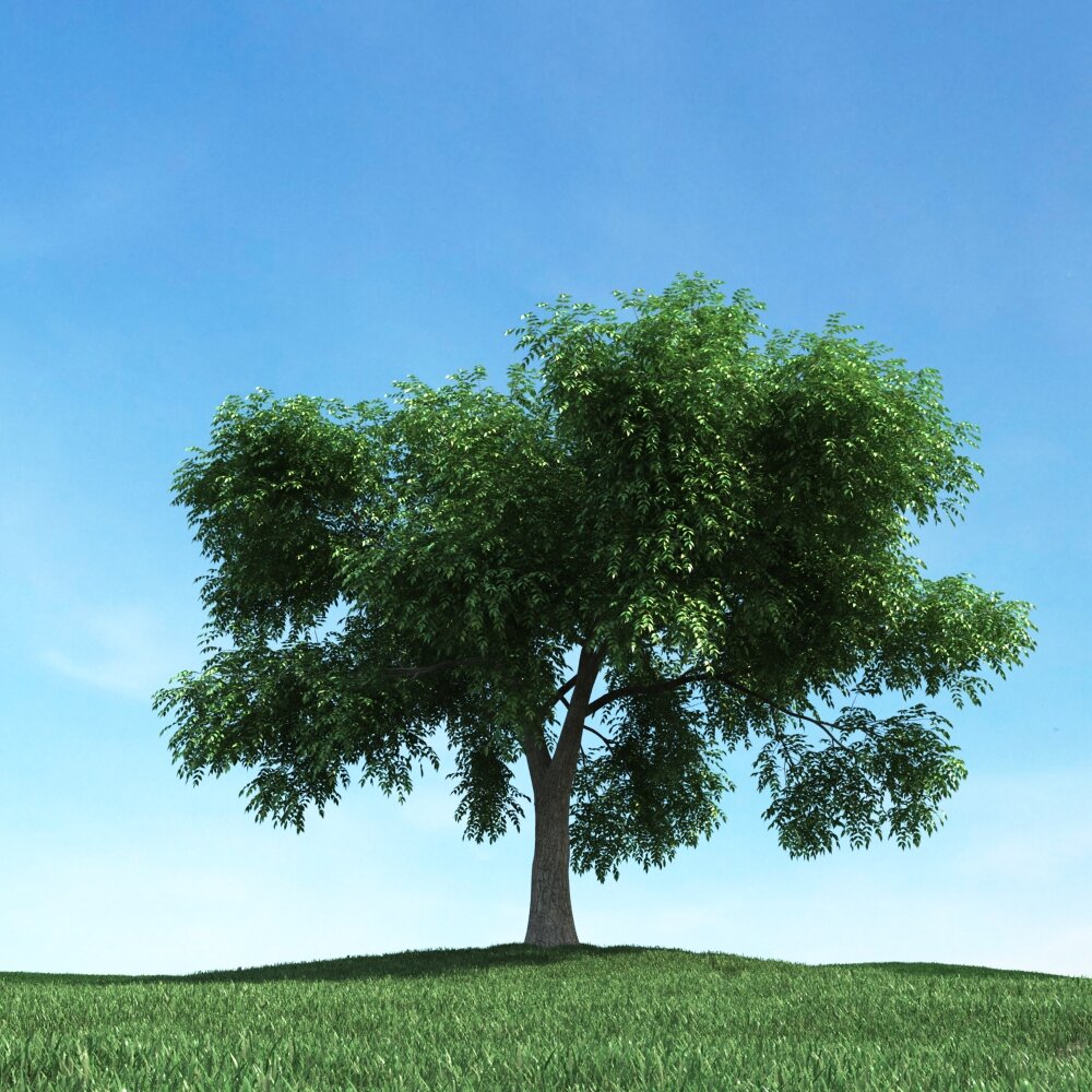 Solitary Tree 88 Modello 3D