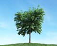Solitary Tree 89 3Dモデル