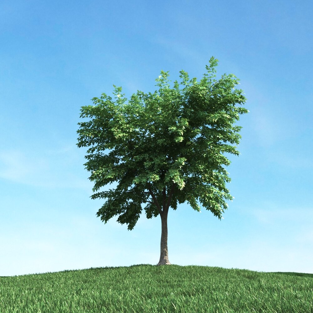Solitary Tree 89 Modello 3D