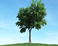 Solitary Tree 90 3Dモデル