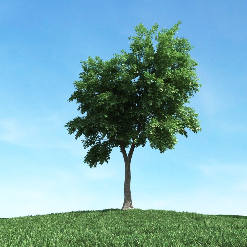 Solitary Tree 90 3D модель