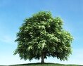 Solitary Tree 91 Modello 3D