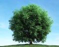 Solitary Tree 92 3d model