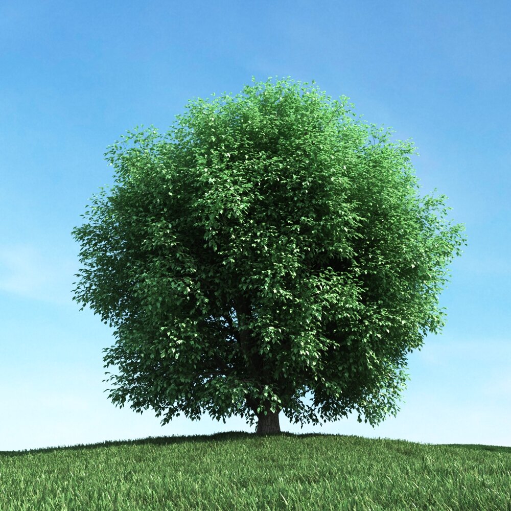 Solitary Tree 92 3D модель