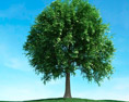 Solitary Tree 102 Modèle 3d