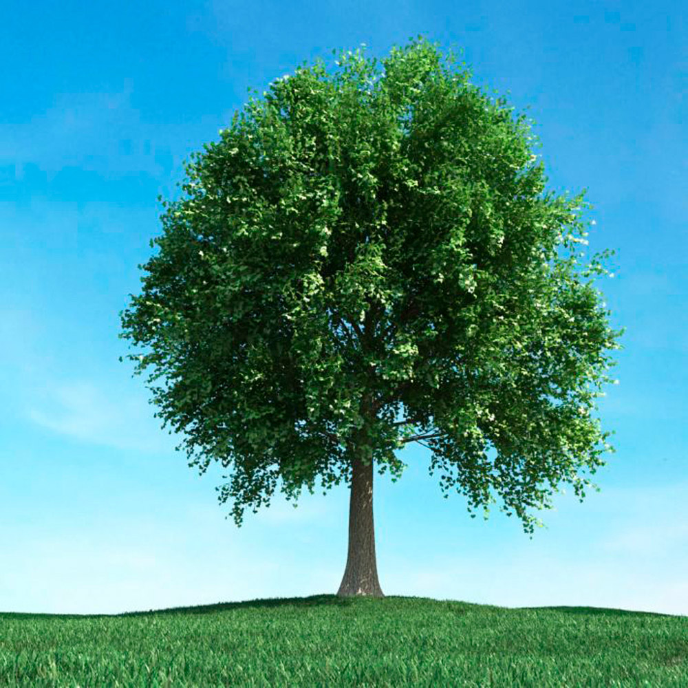 Solitary Tree 102 3D模型
