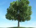 Solitary Tree 93 Modello 3D