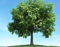Solitary Tree 95 3D модель