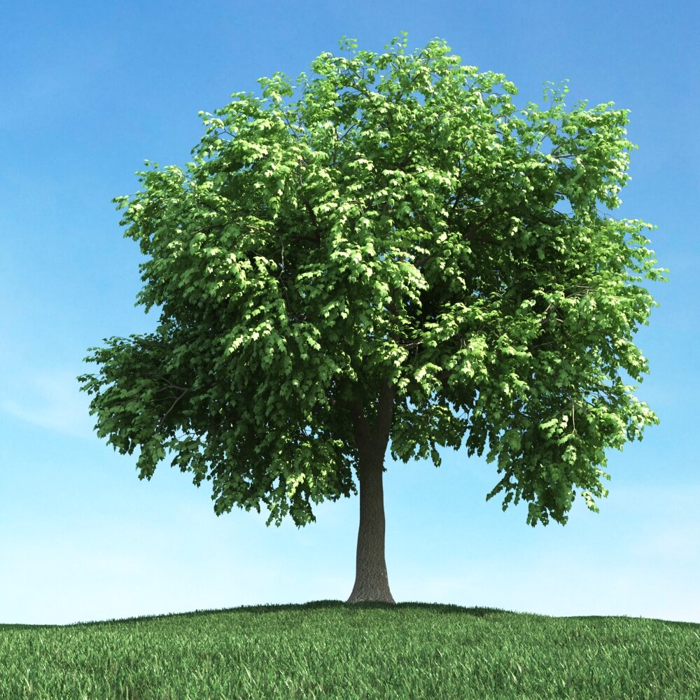 Solitary Tree 95 3Dモデル