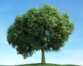 Solitary Tree 96 3D-Modell