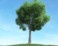 Solitary Tree 97 3D-Modell