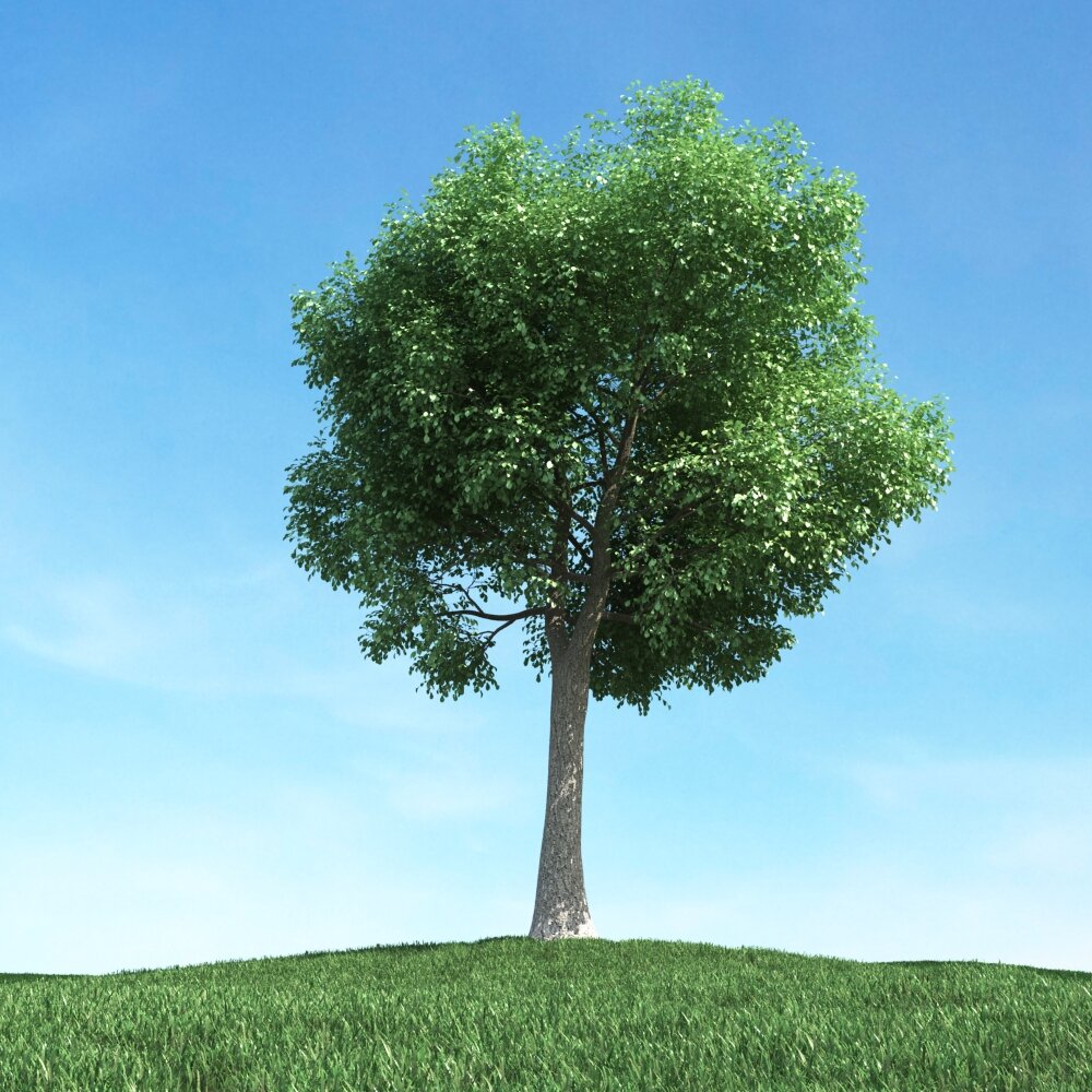 Solitary Tree 97 3D модель