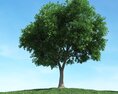 Solitary Tree 98 3D-Modell