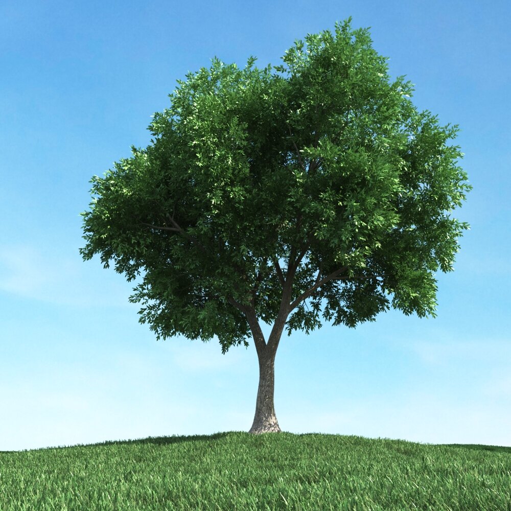Solitary Tree 98 3D модель