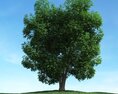 Solitary Tree 99 Modelo 3d
