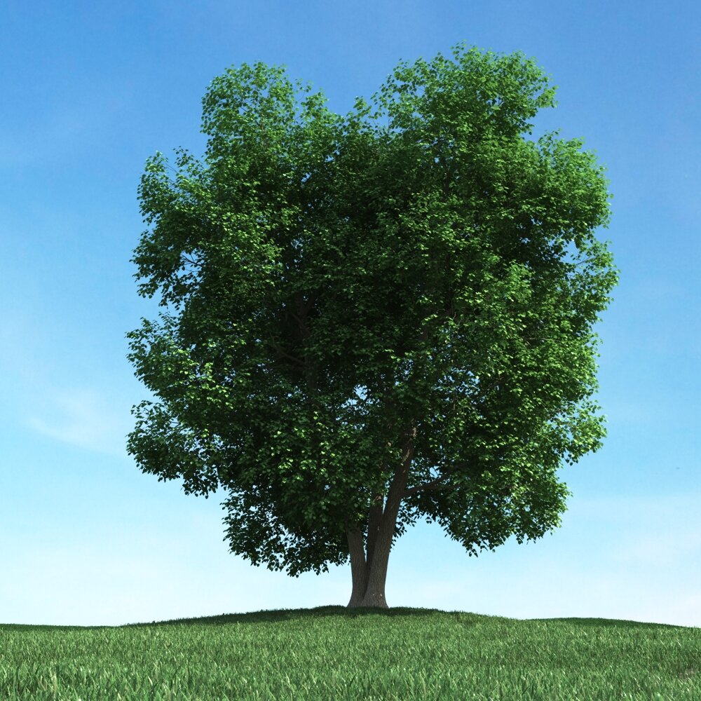 Solitary Tree 99 3D模型