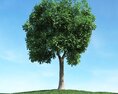 Solitary Tree 100 3d model