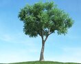 Solitary Tree 101 3d model