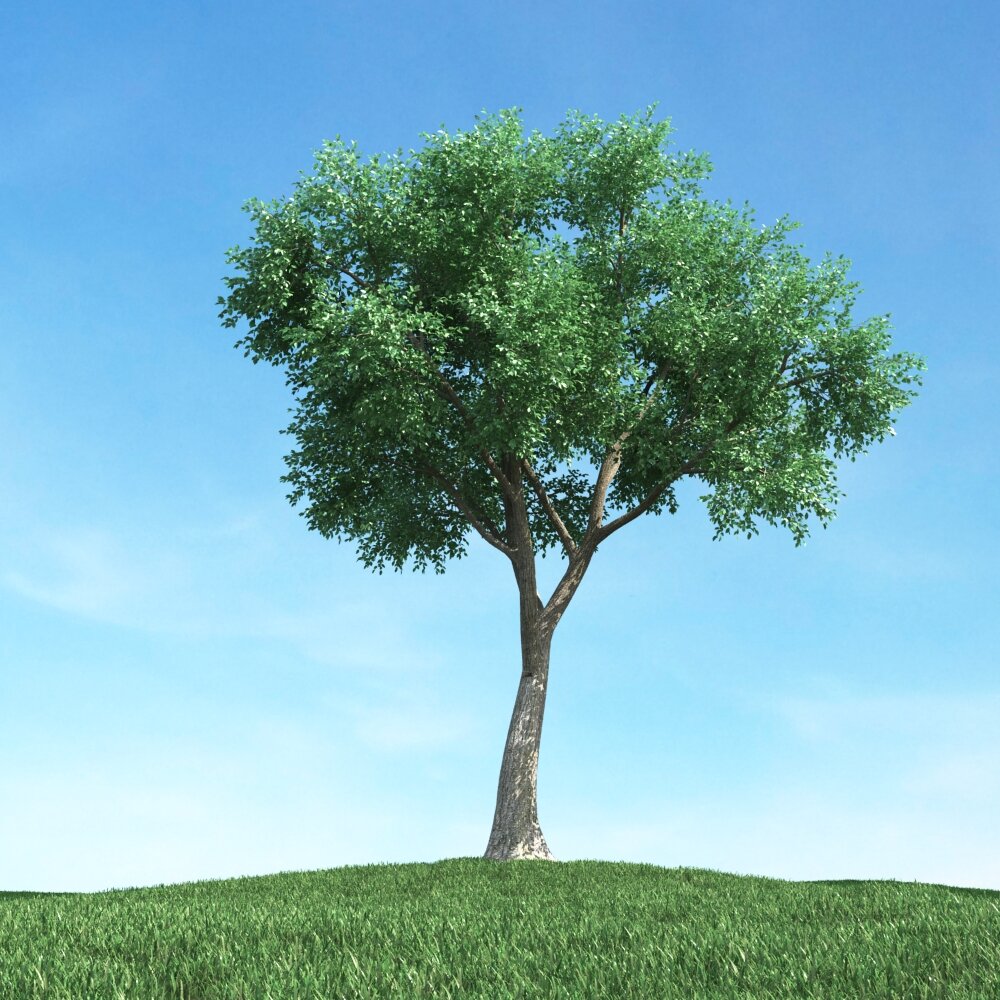 Solitary Tree 101 Modèle 3D