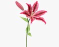 Lily Flower 3D模型