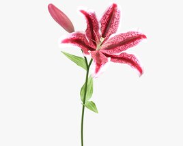 Lily Flower Modelo 3d