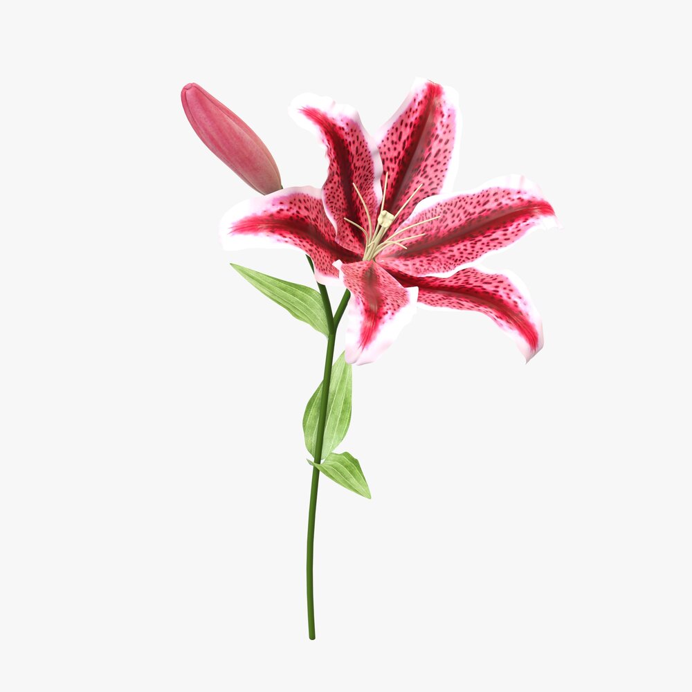 Lily Flower 3Dモデル