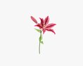 Lily Flower Modèle 3d