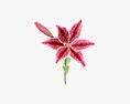 Lily Flower 3D 모델 