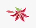 Lily Flower Modèle 3d