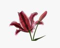 Lily Flower Modelo 3D