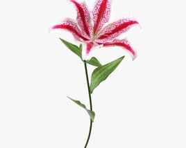 Lily Flower 02 3D model