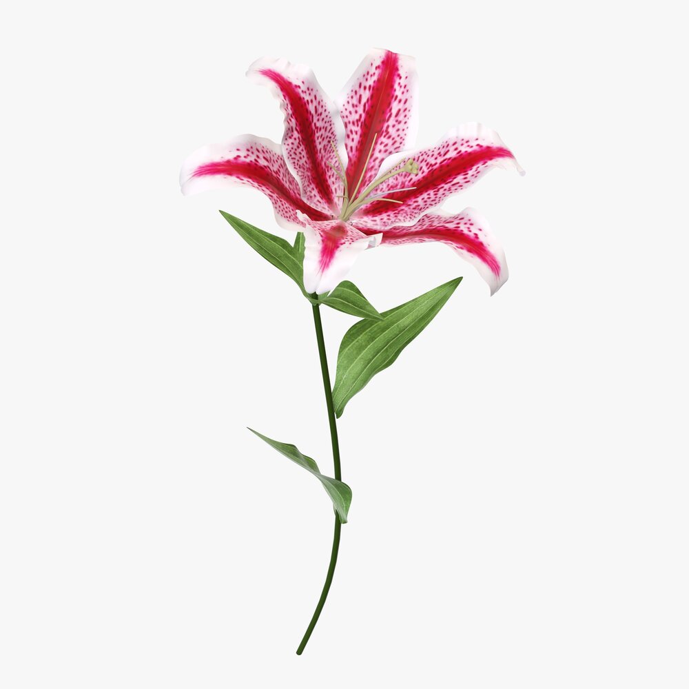 Lily Flower 02 Modèle 3D