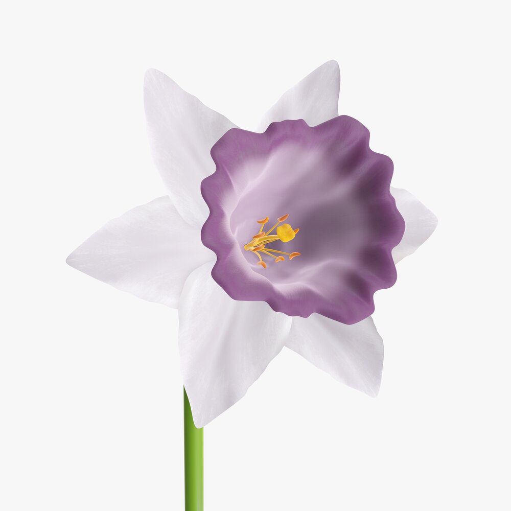 Narcissus Flower Plant Single Purple 3D-Modell
