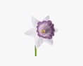 Narcissus Flower Plant Single Purple 3D-Modell