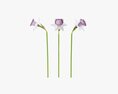 Narcissus Flower Plant Single Purple Modèle 3d