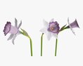 Narcissus Flower Plant Single Purple 3D модель