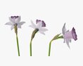 Narcissus Flower Plant Single Purple 3d model