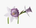 Narcissus Flower Plant Single Purple 3d model