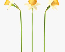 Narcissus Flower Plant Single Yellow 3D 모델 