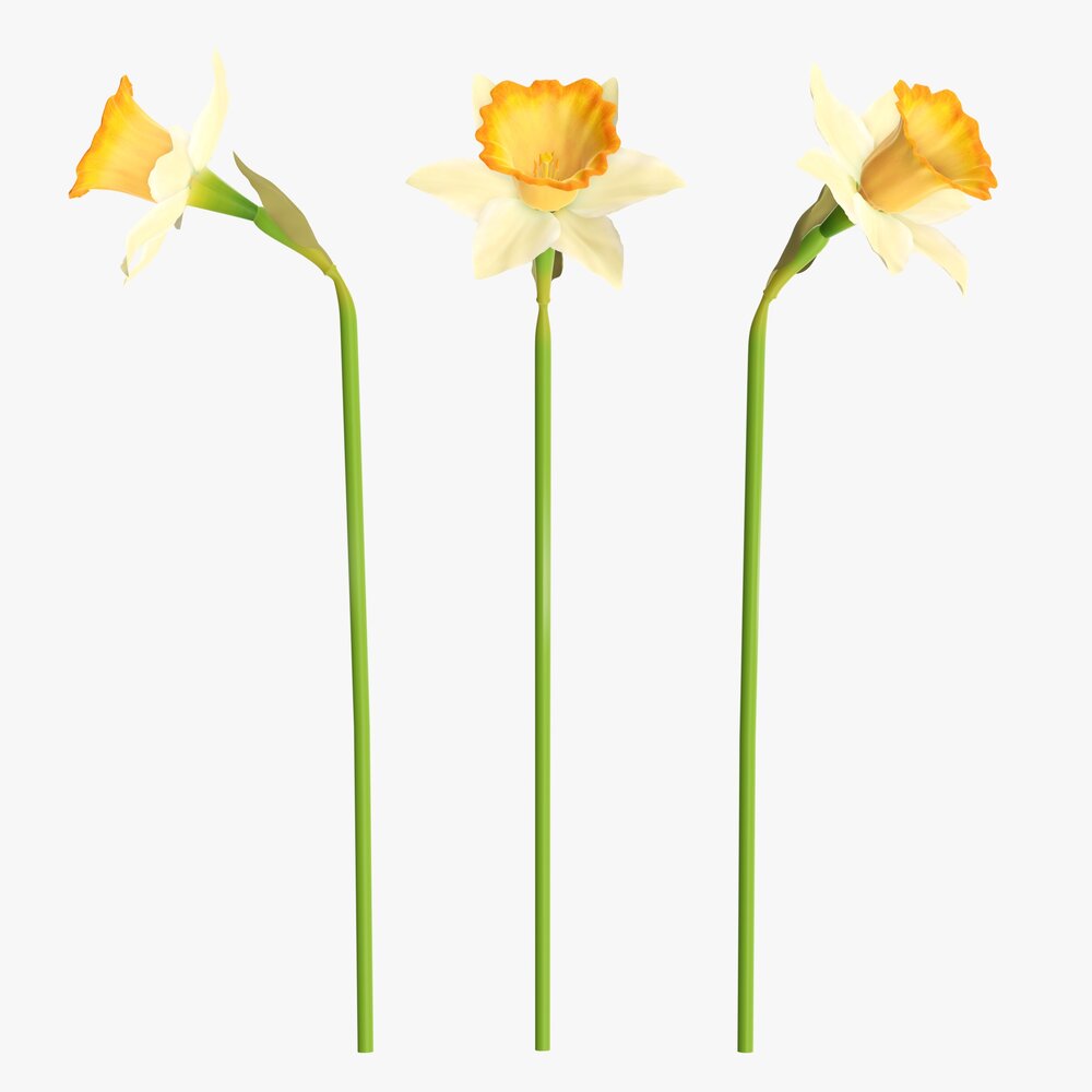Narcissus Flower Plant Single Yellow 3d model