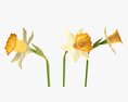 Narcissus Flower Plant Single Yellow 3D модель