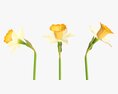 Narcissus Flower Plant Single Yellow 3D-Modell