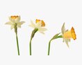 Narcissus Flower Plant Single Yellow 3d model