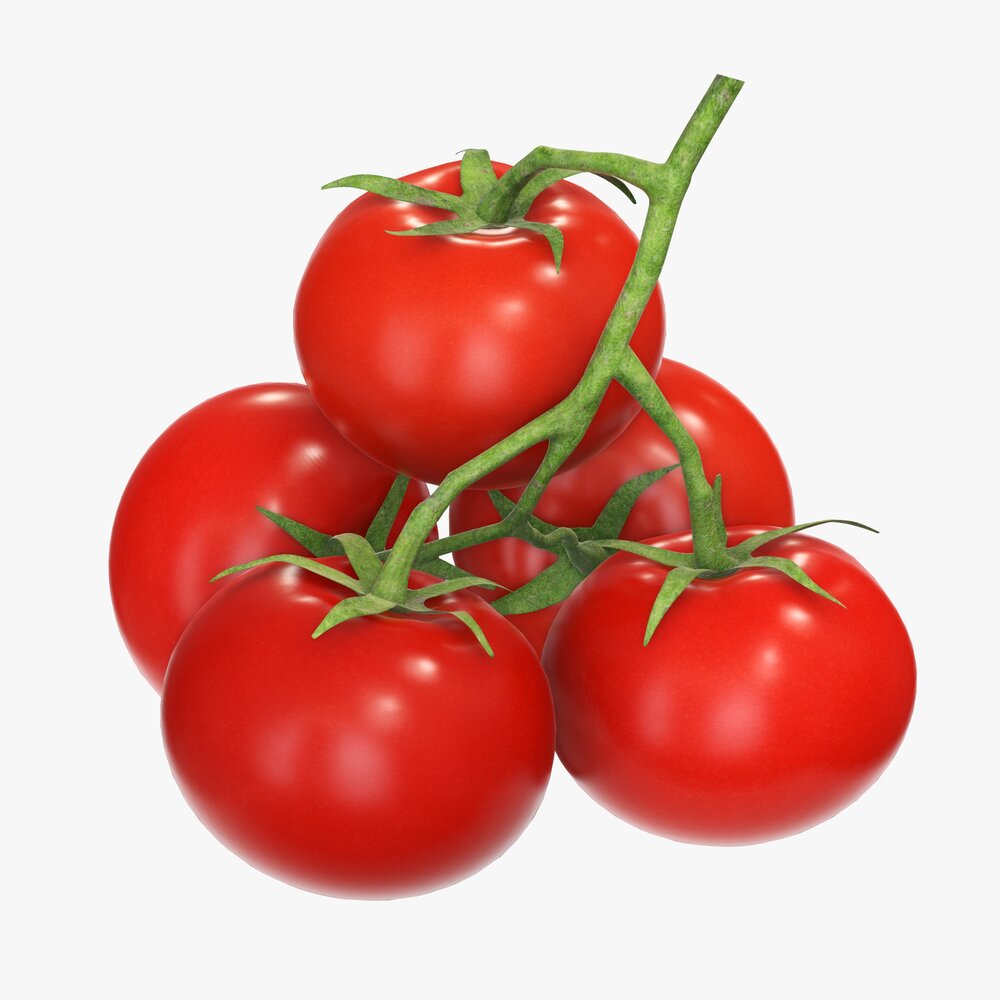 Tomato Branch 01 Modèle 3D