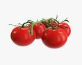 Tomato Branch 02 Modello 3D