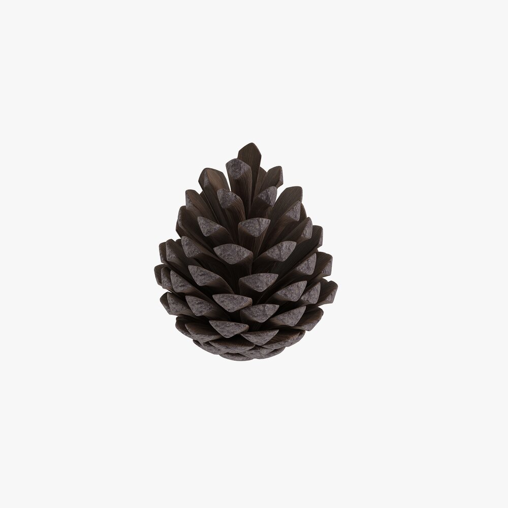 Pine Cone 3D 모델 