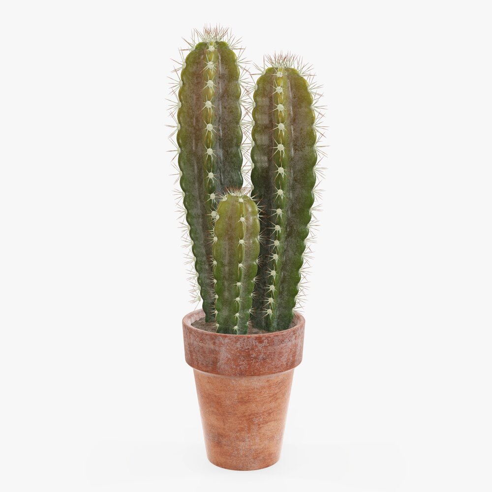 Cactus In Planter Pot Plant 02 3D model
