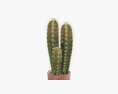 Cactus In Planter Pot Plant 02 3D модель